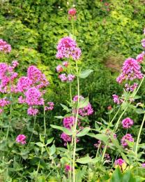 Valeriana (Ph: Mario Marchisio)