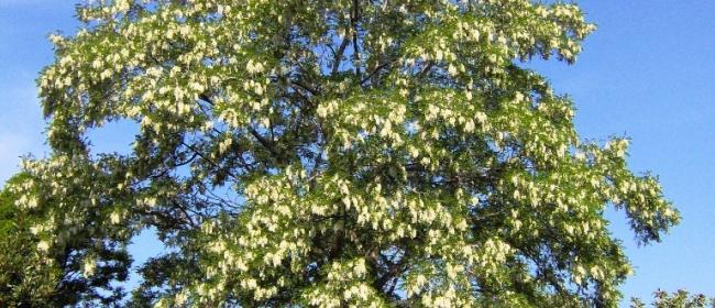 Acacia (Ph: Mario Marchisio)