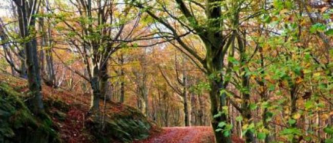 Alberi del Melogno (Ph: Giancarlo Silvestrini)