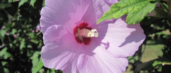 Althaea Rosea (Ph: Mario Albertina)