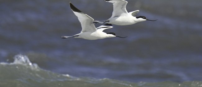 Avocette su mare in burrasca, Foce del Centa. Foto di Sandro Grimaldi