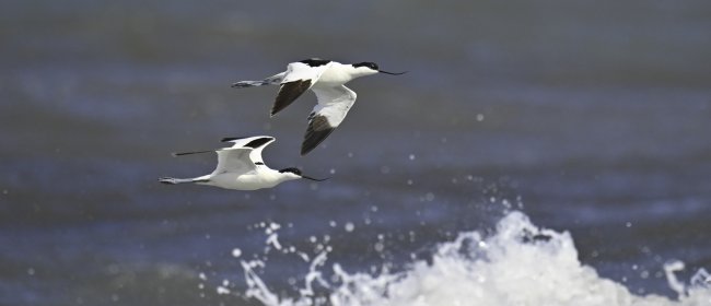 Avocette su mare in burrasca, Foce del Centa. Foto di Sandro Grimaldi