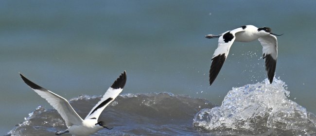 Due Avocette in volo affrontano il libeccio. Isola Gallinara. Foto di Sandro Grimaldi
