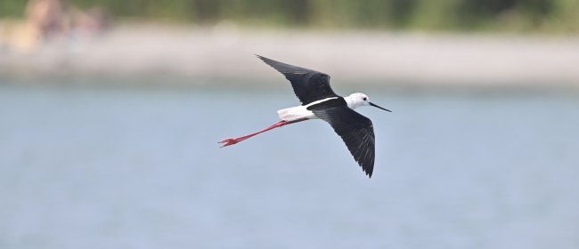 Cavaliere d'Italia, Albenga (SV). Foto di Sandro Grimaldi