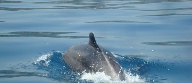 Delfino (Ph: Mariano Bosco)