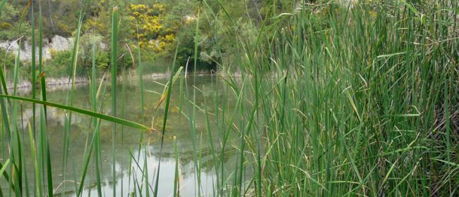 Tartaruga Emys (Ph: Provincia di Savona)