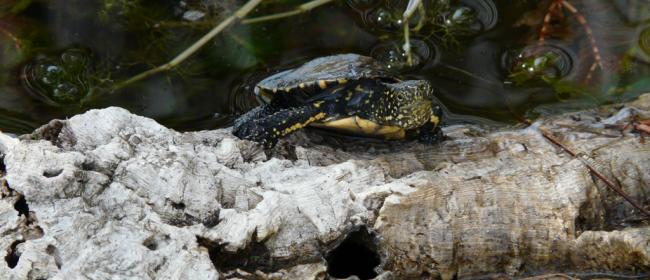 Tartaruga Emys (Ph: Provincia di Savona)