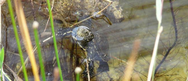 Tartaruga Emys (Ph: Provincia di Savona)