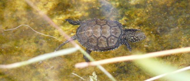 Tartaruga Emys (Ph: Provincia di Savona)