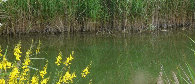 Ambiente della Tartaruga Emys (Ph: Provincia di Savona)