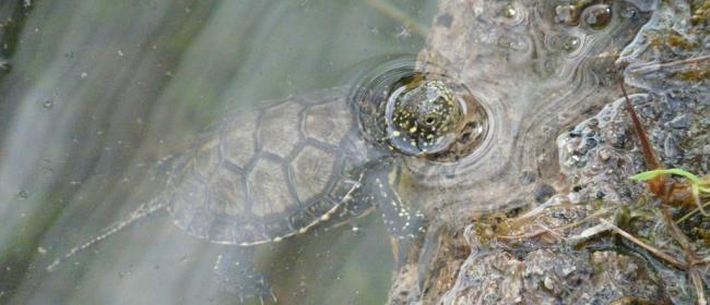 Tartaruga Emys (Ph: Provincia di Savona)