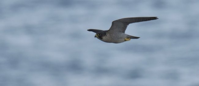 Falco Peregrinus a caccia sul Promontorio di Capo Mele, Autore: Sandro Grimaldi