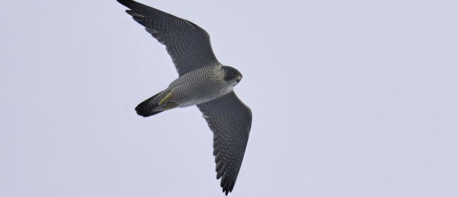Falco peregrinus in volo, Capo Mele (SV), autore : Sandro Grimaldi 