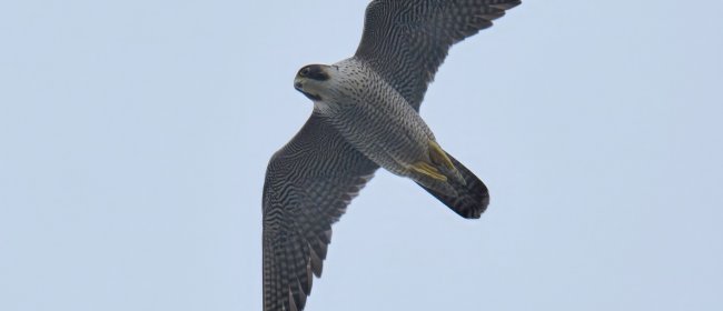 Falco peregrinus in volo, Capo Mele (SV), autore : Sandro Grimaldi 