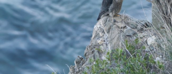Falco peregrinus su una falesia del Ponente ligure. Foto di Sandro Grimaldi