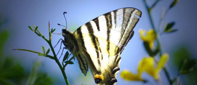 Farfalla (Ph: Vittorio Patrone)