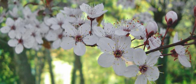 Primavera (Ph: Franco Galatolo)