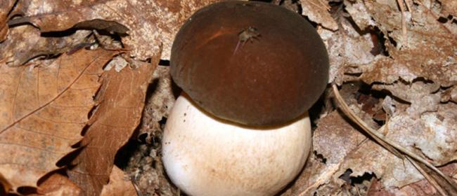 Boletus aereus (Ph: Pietro Baccino)