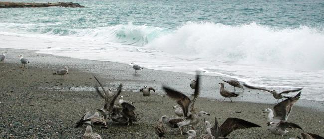 Mare (Ph: Franco Chiara)