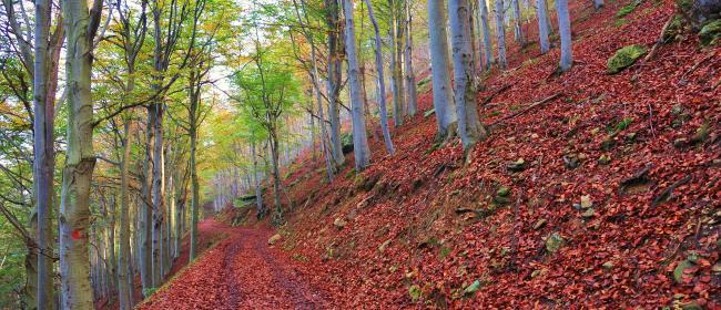 Alberi del Melogno (Ph: Giancarlo Silvestrini)