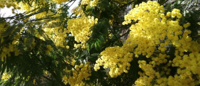 Mimosa (Ph: Provincia di Savona)