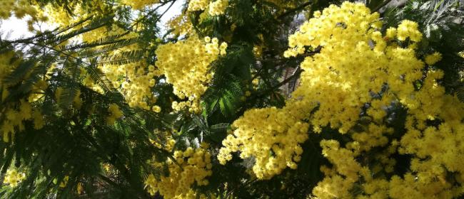 Mimosa (Ph: Provincia di Savona)