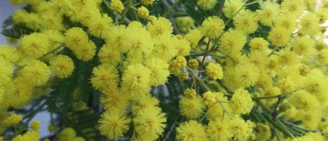 Mimosa (Ph: Provincia di Savona)