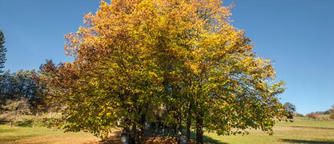 Autunno a Sassello (Ph: Franco Galatolo)