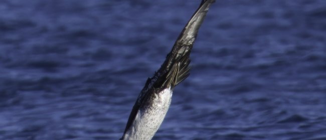 Sula nell'atto di tuffarsi in mare per cacciare i pesci (Ph: Sandro Grimaldi)