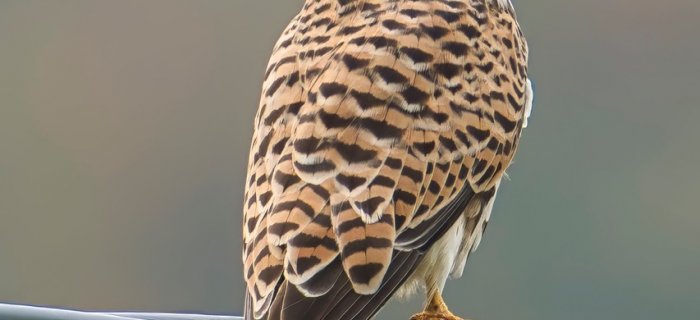 Gheppio, Falco tinnunculus (ph: Sandro Grimaldi)