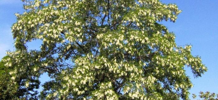 Acacia (Ph: Mario Marchisio)