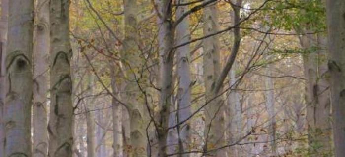 Alberi del Melogno (Ph: Giancarlo Silvestrini)