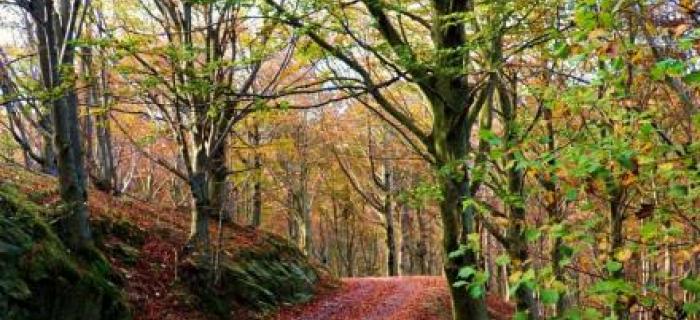 Alberi del Melogno (Ph: Giancarlo Silvestrini)