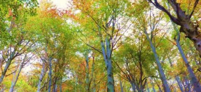 Alberi del Melogno (Ph: Giancarlo Silvestrini)