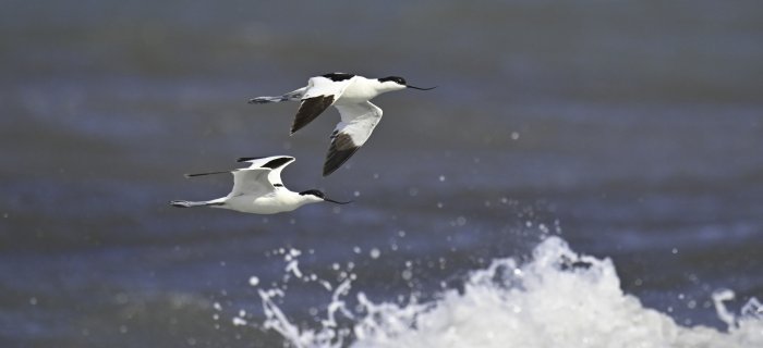 Avocette su mare in burrasca, Foce del Centa. Foto di Sandro Grimaldi