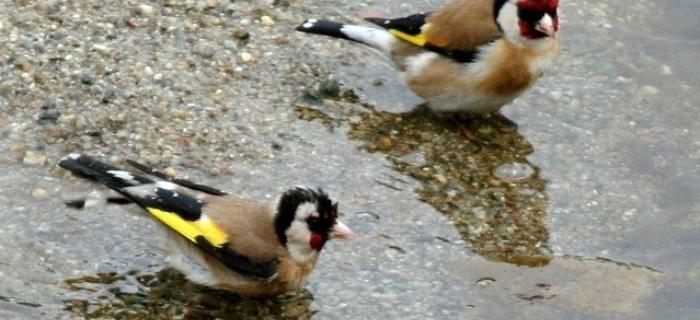 Cardellini (Ph: Pietro Baccino) Cardellini (Ph: Pietro Baccino)