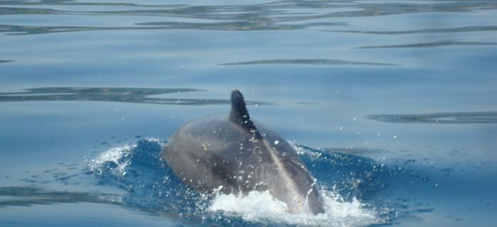 Delfino (Ph: Mariano Bosco)