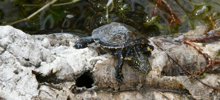 Tartaruga Emys (Ph: Provincia di Savona)