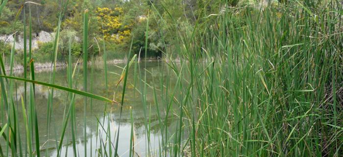 Tartaruga Emys (Ph: Provincia di Savona)