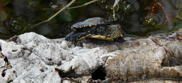 Tartaruga Emys (Ph: Provincia di Savona)