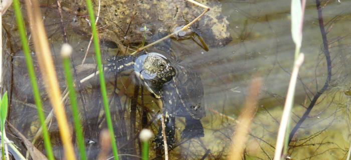 Tartaruga Emys (Ph: Provincia di Savona)