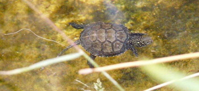 Tartaruga Emys (Ph: Provincia di Savona)