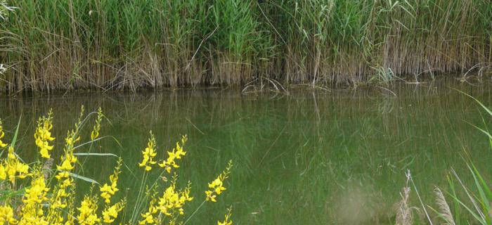 Ambiente della Tartaruga Emys (Ph: Provincia di Savona)