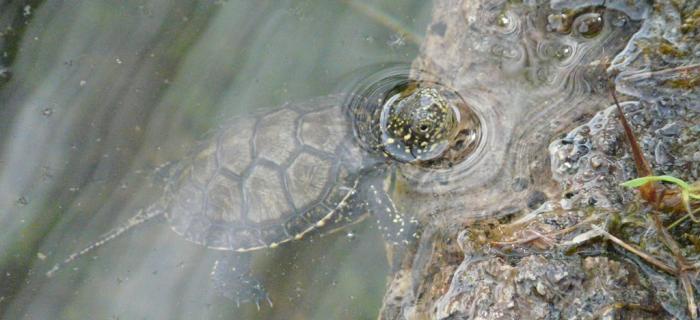 Tartaruga Emys (Ph: Provincia di Savona)