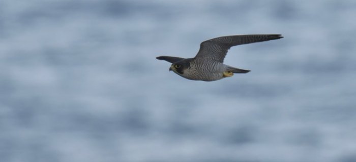 Falco Peregrinus a caccia sul Promontorio di Capo Mele. Foto di Sandro Grimaldi