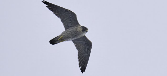 Falco peregrinus in volo, Capo Mele (SV). Foto di Sandro Grimaldi Falco peregrinus in volo, Capo Mele (SV). Foto di Sandro Grimaldi