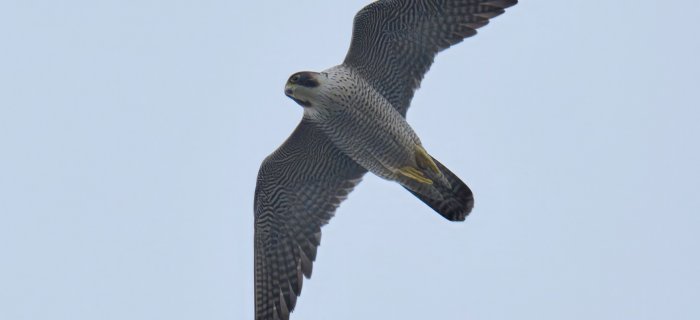 Falco peregrinus in volo, Capo Mele (SV). Foto di Sandro Grimaldi