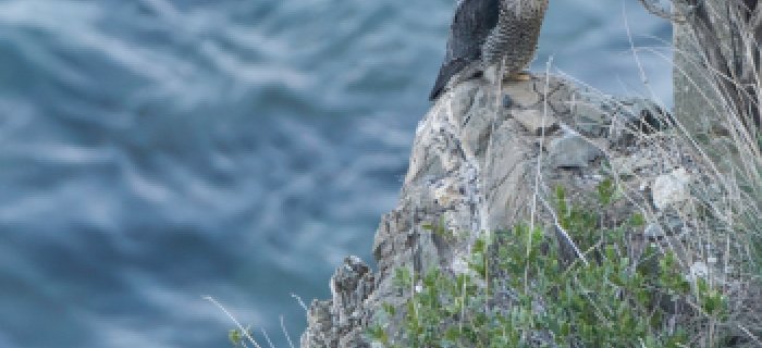 Falco peregrinus su una falesia del Ponente ligure. Foto di Sandro Grimaldi