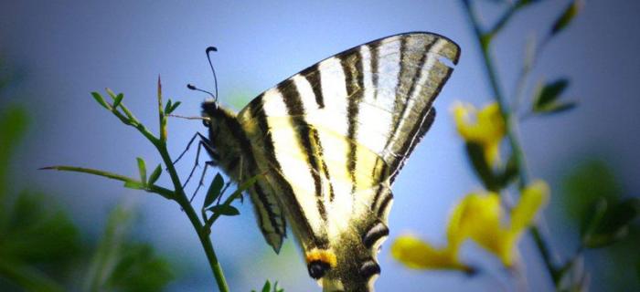 Farfalla (Ph: Vittorio Patrone)