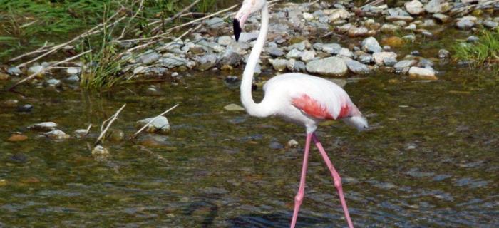 Fenicottero (Ph: Vittorio Patrone)